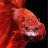 FighterFish