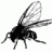 blackfly