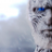 white walker