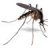 Aedes aegypti