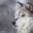 Wolf1