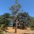 sequoia