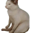 kitty_cat