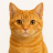 Orange Cat