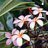tharu_ketaya