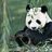panda123