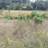 පචස් 161ක් මුදලට හෝ වහනයක් සමග ඉතිරිය මුදලින් ගෙවිය හැකිය